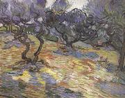 Olive Trees:Bright Blue Sky (nn04) Vincent Van Gogh